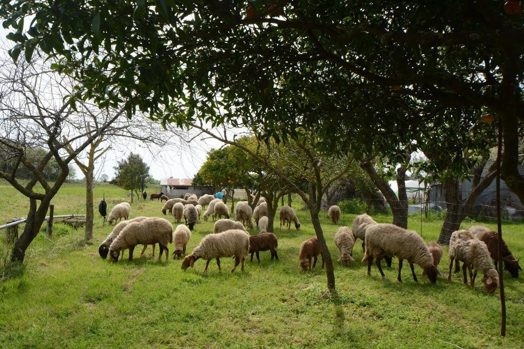 Agriturismo Terra Di Elea Azienda Agricola Di Raimondo Michela Ascea Zewnętrze zdjęcie